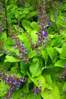 Salvia forsskaolii. Sir Harold Hillier Gardens / Hampshire County Council, Romsey, Hants, Royaume-Uni