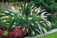 Cortaderia selloana, Sedum 'Herbstfreude', Hydrangea arborescens 'Astrid Lindgren', Eupatorium capillifolium, Geranium, Dahlia et Cosmos - RHS Wisley