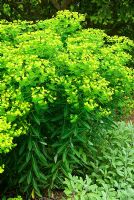 Euphorbia cornigera 'Goldener Turm '. Sir Harold Hillier Gardens / Hampshire County Council, Romsey, Hants, Royaume-Uni