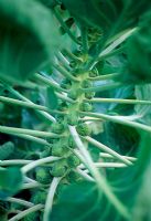 Brassica oleracea gemmifera - Chou de Bruxelles 'Bosworth'