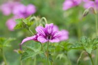 Geranium 'Sue Crug' fleurit en juin