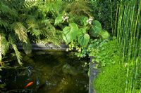 Plantation à feuilles persistantes autour d'un étang à poissons en été de Begonia grandis subsp. evansiana 'Alba', Fougères, Equisetum hyemale 'Robustum', Soleirolia - Mind Your Own Business et Hedera - Ivy.