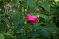 Rosa gallica var. officinalis - Rose de l'apothicaire.