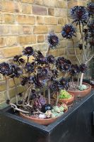 Pots en terre cuite d'Aeonium 'Schwarzkopf' devant le mur. Jardin Yulia Badian, Londres, Royaume-Uni