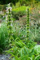 Morina longifolia. Sir Harold Hillier Gardens / Hampshire County Council, Romsey, Hants, Royaume-Uni