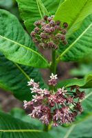 Asclepias syriaca. Sir Harold Hillier Gardens / Hampshire County Council, Romsey, Hants, Royaume-Uni