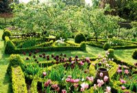 Jardin de noeuds avec Tulipa 'Arabian Mystery', 'Black Hero', 'Blue Diamond' et 'Shirley '. Mespilus - Néfliers. Cerney House, Gloucestershire