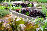 Potager décoratif avec bordures de légumes surélevées au début de l'été avec des cultures de salade, y compris Lactuca - laitue rouge Cos
