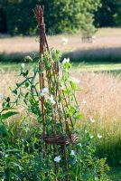 Lathyrus odorata blanc - pois de senteur sur tipi de saule par meadow