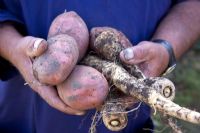 Pommes de terre et panais nouvellement récoltés. Bere allotissements