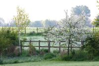 Malus 'Everest' à côté d'une clôture en bois. Jardin des canards colverts, mai