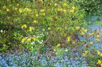 Rhododendron luteum avec Myosotis - Oubliez-moi les nots et la crème Polyanthus. Jardin des canards colverts, mai