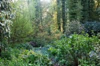 Plantation herbacée mixte à côté d'un bois de hêtre. Jardin des canards colverts, mai