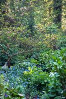 Plantation herbacée mixte à côté d'un bois Fagus - Hêtre. Jardin des canards colverts, mai