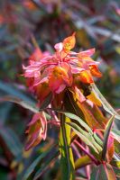 Euphorbia griffithii 'Fireglow '. Mallards Garden, mai