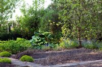 Bordures végétales surélevées récemment plantées recouvertes de brindilles pour dissuader les oiseaux. Jardin des canards colverts, mai