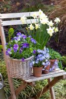 Pots de printemps mixtes. Scilla sibirica 'Spring Beauty', Mentha - Menthe, Narcisse 'Voilier' et Alto