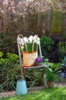Pots de printemps inhabituels sur chaise en bois. Narcisse 'Voilier' dans un vieux sac à main avec alto