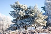 Arbres givrés au début de l'hiver. Cannock Chase Country Park, Royaume-Uni