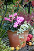 Cyclamen persicum, Hedera - Lierre et Calluna vulgaris 'Garden Girls' en pot en terre cuite