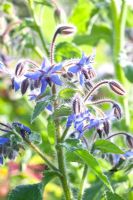 Borago officinalis - Bourrache