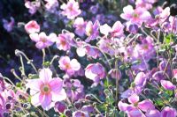 Anemone japonica 'Rosenschale '