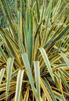 Yucca filamentosa - Aiguille Adams 'Bright Edge'
