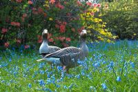 Oies parmi les jacinthes des jardins Leonardslee, West Sussex