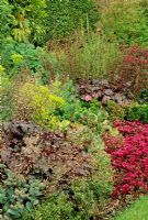Parterre de fleurs avec Sedum spurium 'Purpureum', Bergenia, Heuchera, Euphorbia, Buxus - Box. Jardin Fovant Hut, Wilts