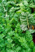 Bêta - Blettes et Apium - Céleri frisé. Jardins RHS, Rosemoor