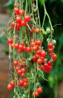 Couper les tiges de la tomate de taille en marbre 'Des centaines et des milliers' suspendues pour mûrir dans une serre à la fin de la saison