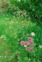 Prairie fleurie semi-sauvage. Anthriscus sylvestris - Persil de vache, Alliums et Renoncule - Renoncules. Jardin Fovant Hut, Wilts