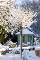 Jardin de campagne dans la neige avec des arbres de Robinia pseudoacacia 'Umbraculifera'
