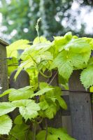 Humulus lupulus 'Aureus' - Golden Hop poussant sur une clôture