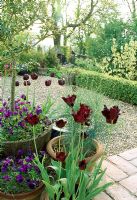 Tulipa 'Black Parrot', 'Queen of the Night' en pot, vue sur jardin jusqu'à poulailler. Fin du printemps, Fovant Hut Garden, Wilts.