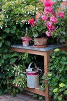 Table de rempotage avec des pots en terre cuite entourée de Rosa et Hydrangea petiolaris