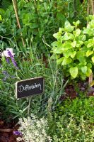 Herbes en pots. Thymus - Thym, Melissa officinalis - Mélisse, Lavandula - Lavande