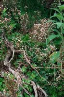 Saxifraga spathularis - Chou de St Patrick poussant à l'état sauvage. Picos de Europa, Espagne