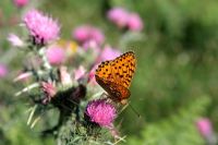 Argynnis aglaja - Papillon fritillaire vert foncé, se nourrissant de Carduus carlinoides - Chardon des Pyrénées. Picos de Europa, Espagne