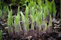Nouvelles pousses d'Hostas émergeant du sol au printemps