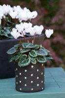 Cyclamen hederifolium - Cyclamen rustique, en pots tachetés noirs et blancs.
