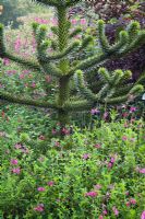 Araucaria araucana - Monkey Puzzle Tree, avec Salvia microphylla 'Pink Blush' au premier plan et S. m. 'Pastèque sauvage' au dos