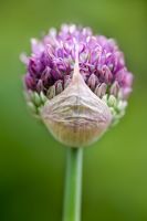 Fleur émergente d'Allium 'Purple Sensation' au printemps