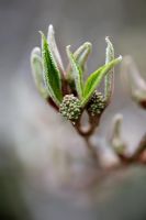 Fleurs émergentes de Viburnum plicatum 'Lanarth' au printemps