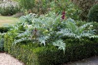 Buxus décoratif carré - Parterre de fleurs planté de Cynara scolymus 'Gros Vert de Laon' et de Zinnias pâles 'Benary's Giant White and Lime ''.