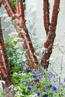 Écorce de cuivre de Prunus serrula sous-plantée d'Anthriscus sylvestris 'Ravenswing' et d'Aquilegia 'Blue Barlow' - Le jardinier inattendu - RHS Chelsea Flower Show 2010 - Meilleur jardinier urbain
