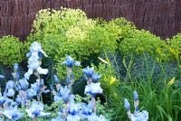 Iris 'Jane Phillips' avec Euphorbia et Hemerocallis - Dyslexie - Une barrière au jardin de l'éducation - RHS Chelsea Flower Show 2010