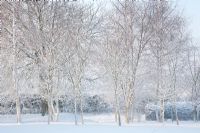 Petit bosquet des bois dans le jardin, dans la neige et la brume. Y compris Betula pendula - Bouleau verruqueux, Sorbus aucuparia - Rowan, Acer campestre - Érable champêtre, Corylus avellana - Noisetier et Aesculus hippocastanum - Marronnier commun à l'arrière