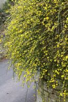 Jasminum nudiflorum poussant sur un mur - Jasmin d'hiver