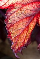 Feuille de Bégonia à nervures rouges 'Raspberry Swirl'